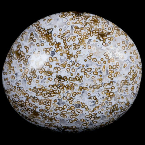 2.7" Natural Polished Ocean Jasper Crystal Palm Stone Location Madagascar Healing - Fossil Age Minerals
