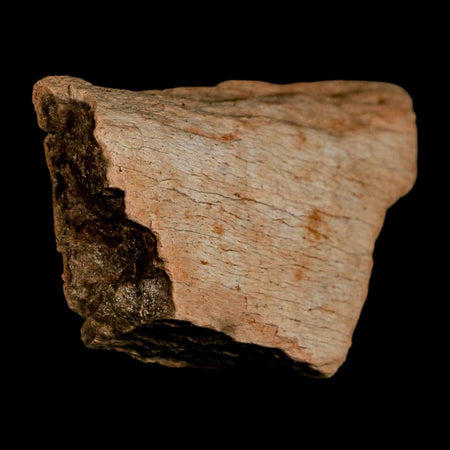 2.5" Triceratops Fossil Frill Bone Lance Creek FM Cretaceous Dinosaur WY COA