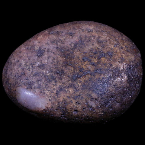 2.1" Sauropod Dinosaur Stomach Stone Gastrolith Rock Gizzard Stone COA - Fossil Age Minerals