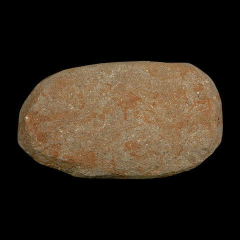 5.2" Pterosaur Tethydraco Regalis Fossil Bone Upper Cretaceous Morocco Stand COA