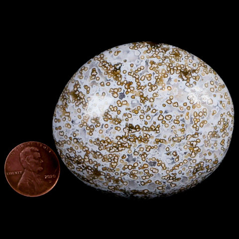 2.7" Natural Polished Ocean Jasper Crystal Palm Stone Location Madagascar Healing - Fossil Age Minerals