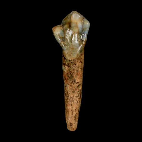 1.5" Extinct Cave Bear Ursus Spelaeus Incisor Tooth Rooted Pleistocene Age COA, Stand