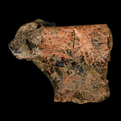1.1" Pachycephalosaurus Dinosaur Bone Specimen Fossil Lance Creek FM Wyoming COA - Fossil Age Minerals