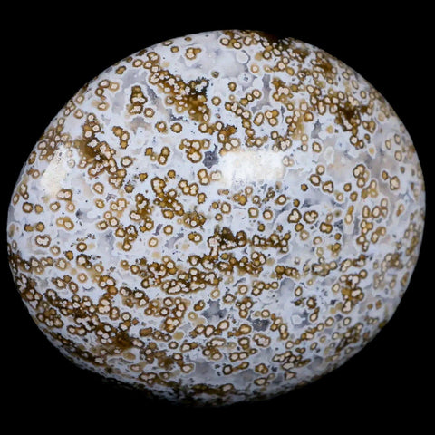 2.7" Natural Polished Ocean Jasper Crystal Palm Stone Location Madagascar Healing - Fossil Age Minerals