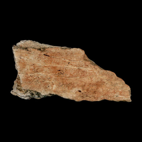 2.8" Triceratops Fossil Frill Bone Lance Creek FM Cretaceous Dinosaur WY COA