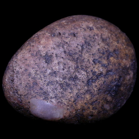 2.1" Sauropod Dinosaur Stomach Stone Gastrolith Rock Gizzard Stone COA - Fossil Age Minerals
