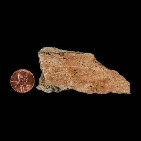 2.8" Triceratops Fossil Frill Bone Lance Creek FM Cretaceous Dinosaur WY COA