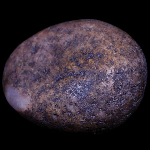 2.1" Sauropod Dinosaur Stomach Stone Gastrolith Rock Gizzard Stone COA - Fossil Age Minerals