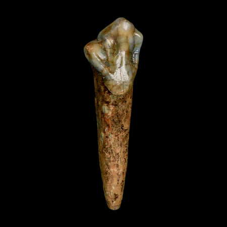 1.5" Extinct Cave Bear Ursus Spelaeus Incisor Tooth Rooted Pleistocene Age COA, Stand