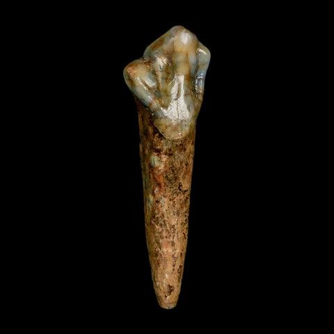 1.5" Extinct Cave Bear Ursus Spelaeus Incisor Tooth Rooted Pleistocene Age COA, Stand