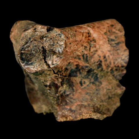 1.1" Pachycephalosaurus Dinosaur Bone Specimen Fossil Lance Creek FM Wyoming COA - Fossil Age Minerals