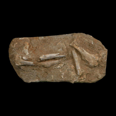 Pterosaur Tethydraco Regalis Fossil Bone Upper Cretaceous Morocco Stand COA