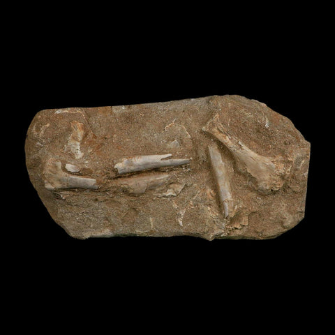 Pterosaur Tethydraco Regalis Fossil Bone Upper Cretaceous Morocco Stand COA