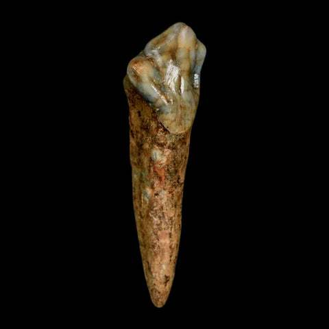 1.5" Extinct Cave Bear Ursus Spelaeus Incisor Tooth Rooted Pleistocene Age COA, Stand