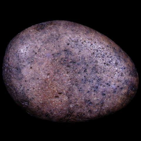 2.1" Sauropod Dinosaur Stomach Stone Gastrolith Rock Gizzard Stone COA - Fossil Age Minerals