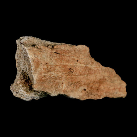 2.8" Triceratops Fossil Frill Bone Lance Creek FM Cretaceous Dinosaur WY COA