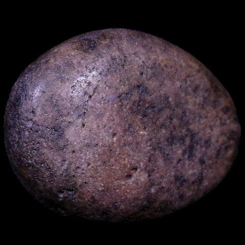 2.1" Sauropod Dinosaur Stomach Stone Gastrolith Rock Gizzard Stone COA - Fossil Age Minerals