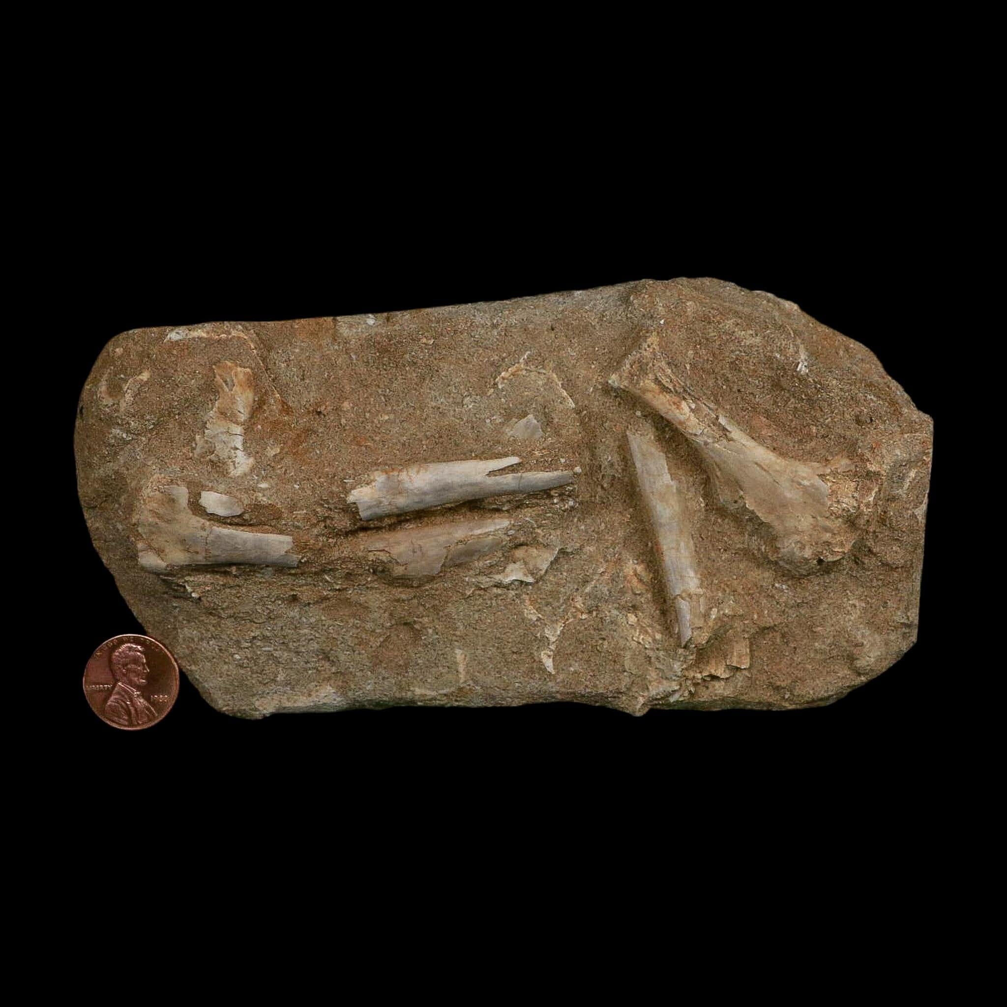 Pterosaur Tethydraco Regalis Fossil Bone Upper Cretaceous Morocco Stand COA - Fossil Age Minerals