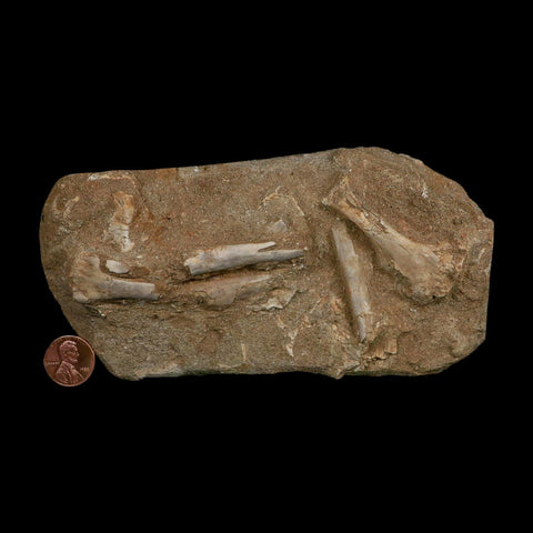 Pterosaur Tethydraco Regalis Fossil Bone Upper Cretaceous Morocco Stand COA