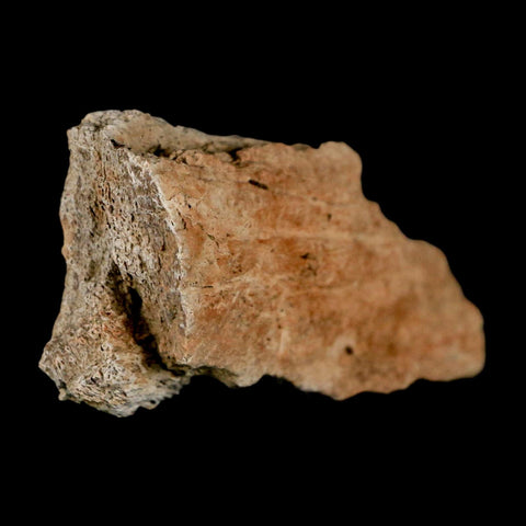 2.8" Triceratops Fossil Frill Bone Lance Creek FM Cretaceous Dinosaur WY COA