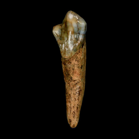 1.5" Extinct Cave Bear Ursus Spelaeus Incisor Tooth Rooted Pleistocene Age COA, Stand