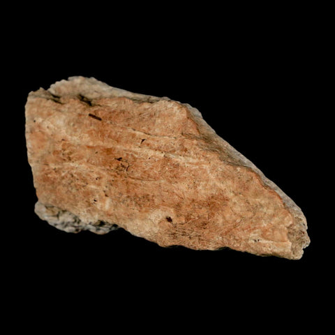 2.8" Triceratops Fossil Frill Bone Lance Creek FM Cretaceous Dinosaur WY COA