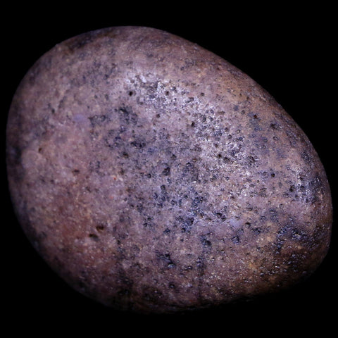 2.1" Sauropod Dinosaur Stomach Stone Gastrolith Rock Gizzard Stone COA - Fossil Age Minerals