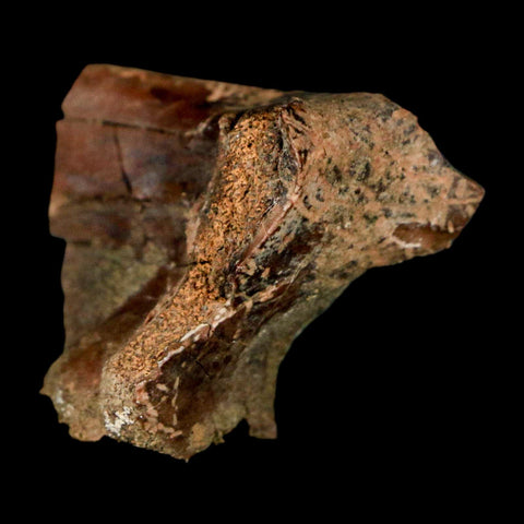 1.1" Pachycephalosaurus Dinosaur Bone Specimen Fossil Lance Creek FM Wyoming COA - Fossil Age Minerals
