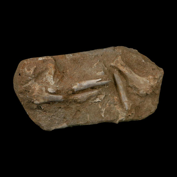 Pterosaur Tethydraco Regalis Fossil Bone Upper Cretaceous Morocco Stand COA