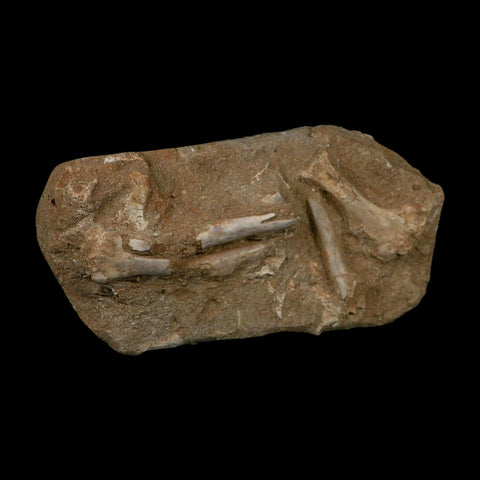 Pterosaur Tethydraco Regalis Fossil Bone Upper Cretaceous Morocco Stand COA