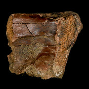1.1" Pachycephalosaurus Dinosaur Bone Specimen Fossil Lance Creek FM Wyoming COA