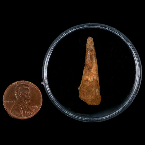 1.3" Pterosaur Coloborhynchus Fossil Tooth Upper Cretaceous Morocco COA, Display - Fossil Age Minerals