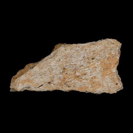 2.8" Triceratops Fossil Frill Bone Lance Creek FM Cretaceous Dinosaur WY COA