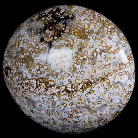 2.7" Natural Polished Ocean Jasper Crystal Palm Stone Location Madagascar Healing - Fossil Age Minerals