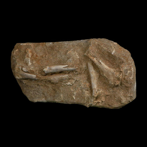 Pterosaur Tethydraco Regalis Fossil Bone Upper Cretaceous Morocco Stand COA