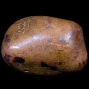 1.9" Sauropod Dinosaur Stomach Stone Gastrolith Rock Gizzard Stone COA