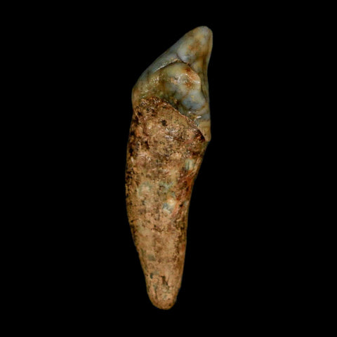 1.5" Extinct Cave Bear Ursus Spelaeus Incisor Tooth Rooted Pleistocene Age COA, Stand