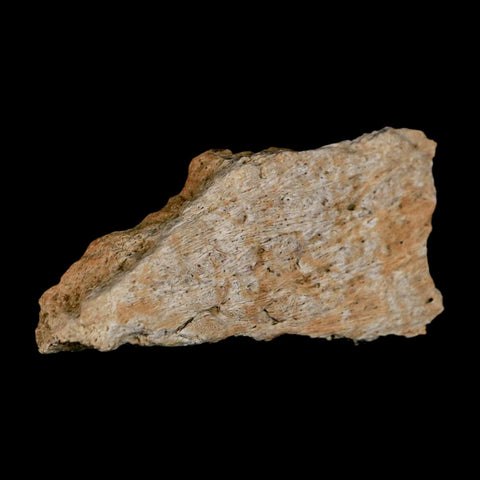 2.8" Triceratops Fossil Frill Bone Lance Creek FM Cretaceous Dinosaur WY COA