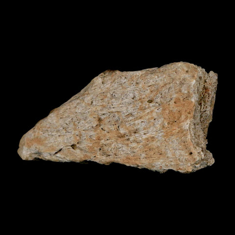 2.8" Triceratops Fossil Frill Bone Lance Creek FM Cretaceous Dinosaur WY COA