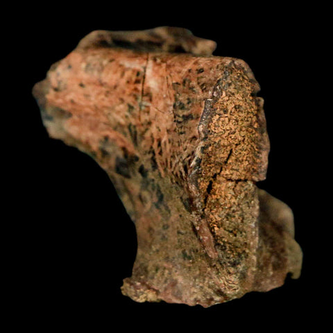 1.1" Pachycephalosaurus Dinosaur Bone Specimen Fossil Lance Creek FM Wyoming COA - Fossil Age Minerals