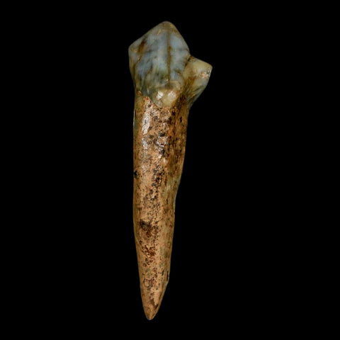 1.5" Extinct Cave Bear Ursus Spelaeus Incisor Tooth Rooted Pleistocene Age COA, Stand