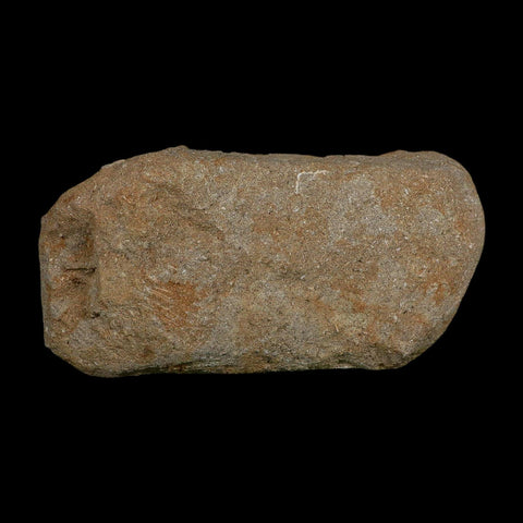 Pterosaur Tethydraco Regalis Fossil Bone Upper Cretaceous Morocco Stand COA