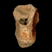 1" Crocodile Fossil Vertebrae Bone Hell Creek FM Cretaceous Dinosaur Age MT