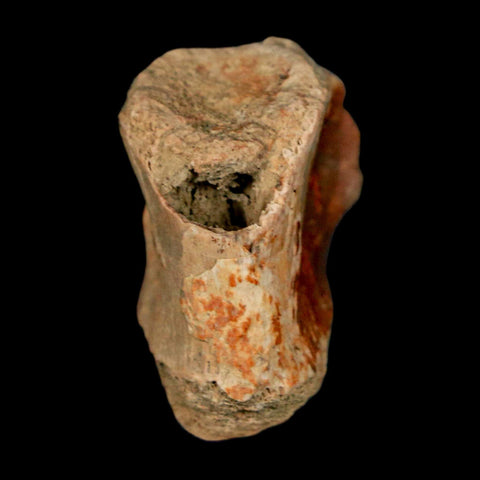 1" Crocodile Fossil Vertebrae Bone Hell Creek FM Cretaceous Dinosaur Age MT - Fossil Age Minerals