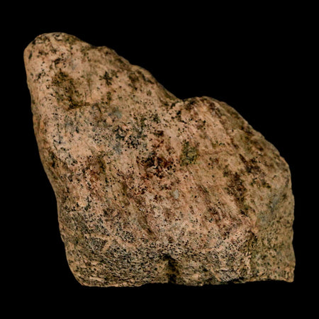 2" Triceratops Fossil Skull Spike Bone Lance Creek FM Cretaceous Dinosaur WY COA