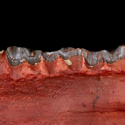 8.4" Subhyracodon Rhino Fossil Jaws Teeth Section Oligocene  South Dakota Badlands - Fossil Age Minerals