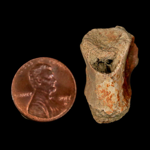 1" Crocodile Fossil Vertebrae Bone Hell Creek FM Cretaceous Dinosaur Age MT - Fossil Age Minerals