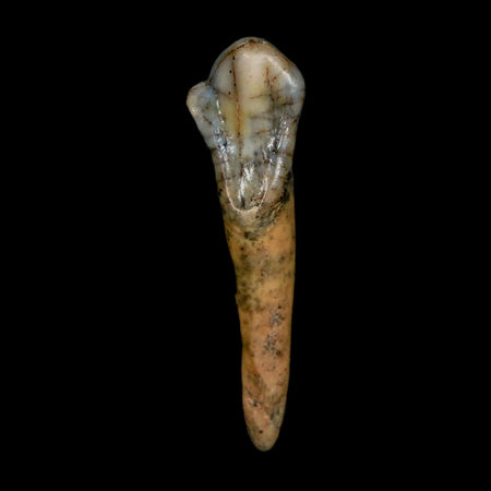 1.5" Extinct Cave Bear Ursus Spelaeus Incisor Tooth Rooted Pleistocene Age COA, Stand