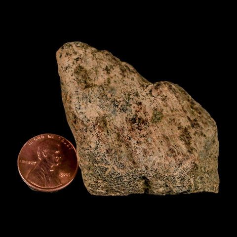 2" Triceratops Fossil Skull Spike Bone Lance Creek FM Cretaceous Dinosaur WY COA