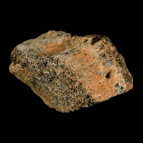 1.7" Pachycephalosaurus Dinosaur Fossil Bone Lance Creek Formation Wyoming COA - Fossil Age Minerals
